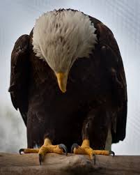 praying eagle